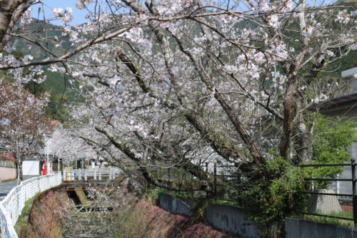 延岡さくら便り